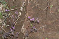 Cyathocline purpurea